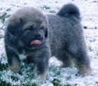 Tibetská Doga štěňátka