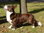 Štěňátka Welsh corgi Cardigan