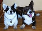Štěňátka Welsh corgi Cardigan