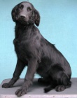 Prodm Flat Coated Retrievera