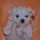 Maltzek .luxusn ttka s pp