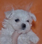 Maltzek .luxusn ttka s pp