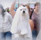 Maltzek (Maltzsk psk)-luxusn ttka s PP