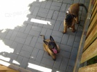 Prodám štěňata Belgický ovčák Malinois z pracovního spojení