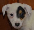 ttka jack russell terier