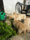 Prod�m �t��ata Golden Retrievra