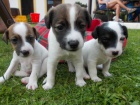 tata Jack russell terir