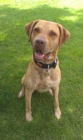 Hledá se nevěsta (Chesapeake Bay Retriever)