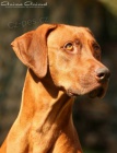 Rhodéský ridgeback - štěňata s PP k předrezervaci