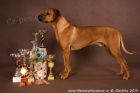 Rhodéský ridgeback - štěňata s PP k předrezervaci