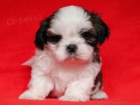 Shih-tzu, ši-tzu štěňátka s PP