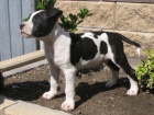 AMSTAFF šteniatka s PP