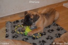 Boerboel - štěňata