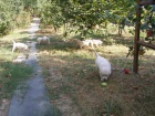 Predaj šteniatok Slovenského čuvača
