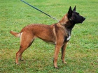 Belgický ovčák-Malinois