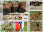 Belgický ovčák malinois s PP