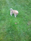 Akita-Inu ndhern feneka