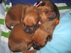 Rhodézský ridgeback, štěňátka s PP