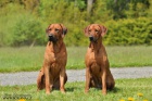 Štěňátka Rhodéského ridgebacka