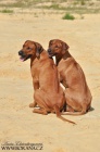 Štěňátka Rhodéského ridgebacka