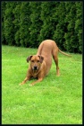 Rhodéský ridgeback