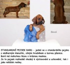 Rhodéský ridgeback - štěňata s PP ihned k odběru