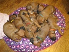 Rhodéský ridgeback - štěňata