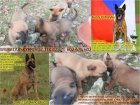 Belgický ovčák malinois s PP