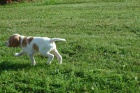 Štěňátka angl. pointer