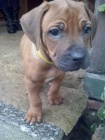 Štěňata Rhodéského ridgebacka