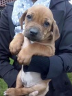 Štěňata Rhodéského ridgebacka
