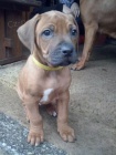Štěňata Rhodéského ridgebacka