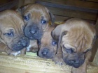 Štěňata Rhodéského ridgebacka