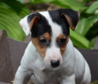 jack russell terier