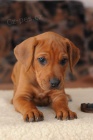 Rhodéský ridgeback - štěňata s PP
