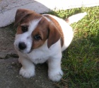 Jack Russell terir - ttka s PP