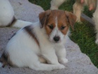 Jack Russell terir - ttka s PP
