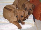 Rhodéský ridgeback - štěňata s PP