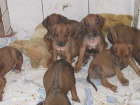 Rhodézský ridgeback