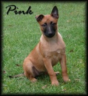 Belgický ovčák malinois s PP - odběr ihned