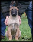 Belgický ovčák malinois s PP - odběr ihned