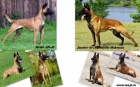 Bel.ovk - malinois