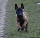 Bel.ovk - malinois