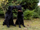 Štěňata flat coated retrievera