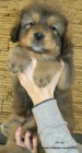 Prodám štěně Tibetské dogy s PP