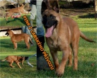 Belgický ovčák malinois s PP - odběr ihned