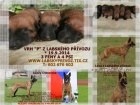 Belgický ovčák malinois s PP - odběr ihned