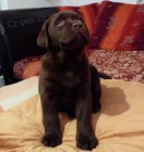 Labradorsk� retr�vr - �t��ata