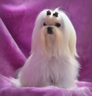 Maltzek s rodokmenem