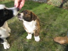 štěně Welsh Corgi Cardgan